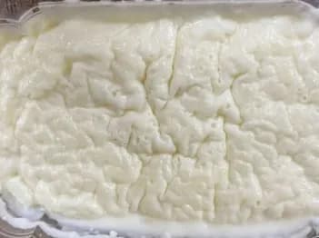 رز بلبن كبير