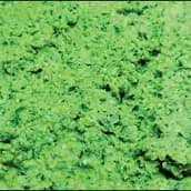 علبة عجينة طعميه