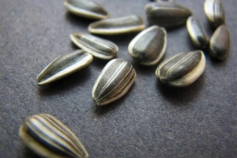 Salted Syrian Seeds